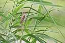 BUITEN BEELD Foto: 379413
