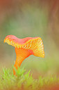 BUITEN BEELD Foto: 379908