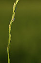 BUITEN BEELD Foto: 379927