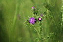BUITEN BEELD Foto: 379956