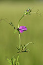 BUITEN BEELD Foto: 379966
