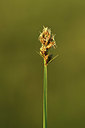 BUITEN BEELD Foto: 379978