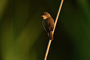 BUITEN BEELD Foto: 379995