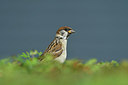 BUITEN BEELD Foto: 380024