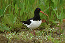 BUITEN BEELD Foto: 380029