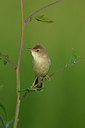 BUITEN BEELD Foto: 380064