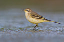 BUITEN BEELD Foto: 380209