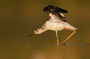 BUITEN BEELD Foto: 380222