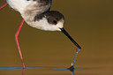 BUITEN BEELD Foto: 380231