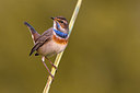 BUITEN BEELD Foto: 380289