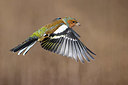 BUITEN BEELD Foto: 380343