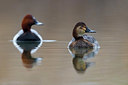 BUITEN BEELD Foto: 380359