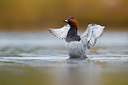 BUITEN BEELD Foto: 380360