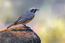 BUITEN BEELD Foto: 380368