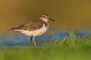 BUITEN BEELD Foto: 380396