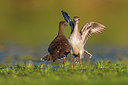 BUITEN BEELD Foto: 380398