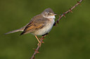 BUITEN BEELD Foto: 380428