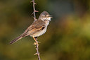 BUITEN BEELD Foto: 380429