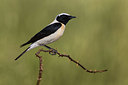BUITEN BEELD Foto: 380449