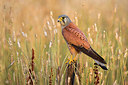 BUITEN BEELD Foto: 380476