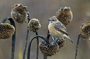 BUITEN BEELD Foto: 380547