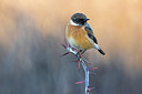 BUITEN BEELD Foto: 380556