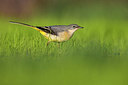 BUITEN BEELD Foto: 380673