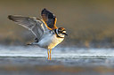 BUITEN BEELD Foto: 380743