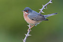 BUITEN BEELD Foto: 380782