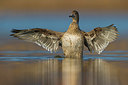 BUITEN BEELD Foto: 380788