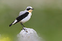 BUITEN BEELD Foto: 380801