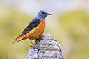 BUITEN BEELD Foto: 380856