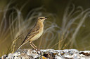 BUITEN BEELD Foto: 380946