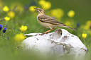 BUITEN BEELD Foto: 380951