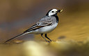 BUITEN BEELD Foto: 380977