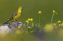 BUITEN BEELD Foto: 381088