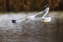 BUITEN BEELD Foto: 381092