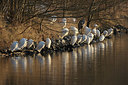 BUITEN BEELD Foto: 381343