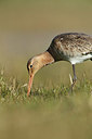 BUITEN BEELD Foto: 381355