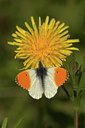 BUITEN BEELD Foto: 381541