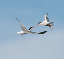 BUITEN BEELD Foto: 381576