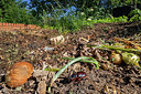 BUITEN BEELD Foto: 381695