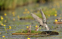 BUITEN BEELD Foto: 381808