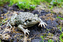 BUITEN BEELD Foto: 381839
