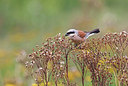 BUITEN BEELD Foto: 381910