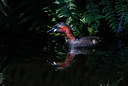 BUITEN BEELD Foto: 381915