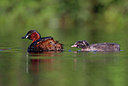 BUITEN BEELD Foto: 381918