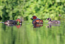 BUITEN BEELD Foto: 381935