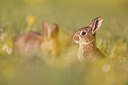 BUITEN BEELD Foto: 381987