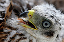 BUITEN BEELD Foto: 382052